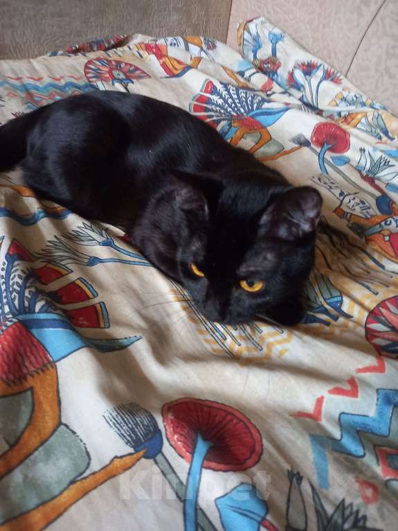 Кошки в Санкт-Петербурге: Бомбейский мальчик. Мальчик, 10 000 руб. - фото 6