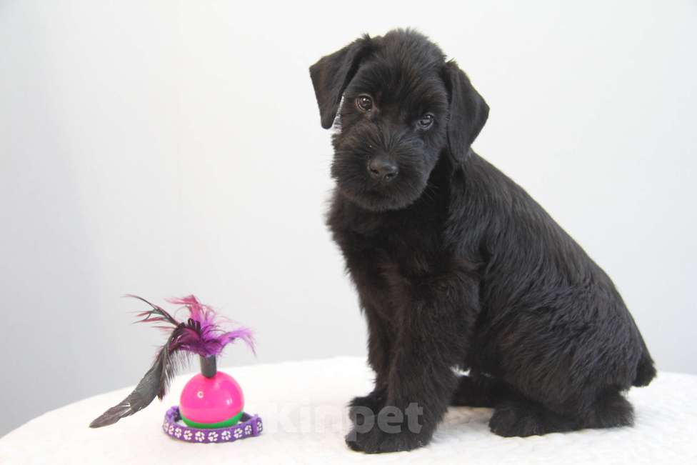 Собаки в Бердске: Щенки ризеншнауцера -Девочки Девочка, 65 000 руб. - фото 5