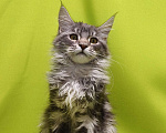 Кошки в Москве: Котенок Мейн-Кун Девочка Девочка, 47 000 руб. - фото 8