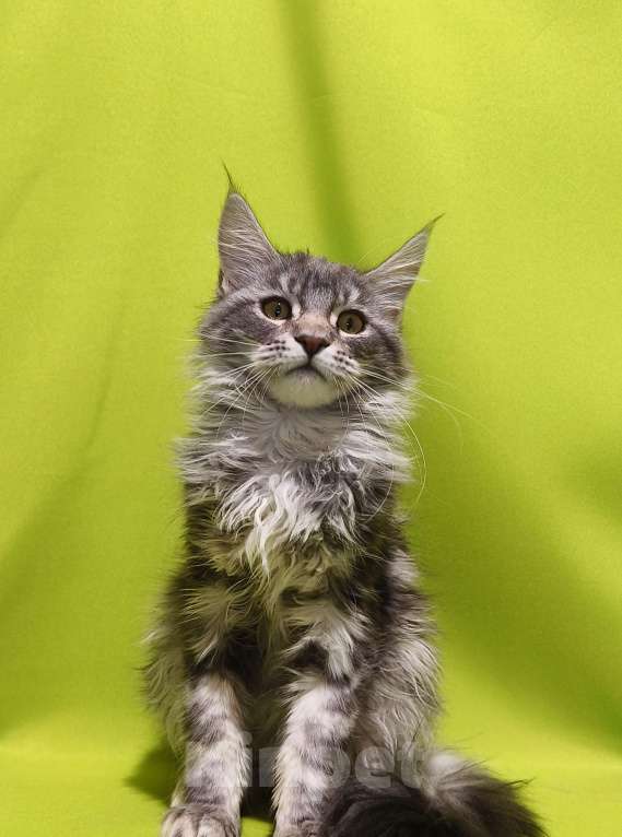 Кошки в Москве: Котенок Мейн-Кун Девочка Девочка, 47 000 руб. - фото 8