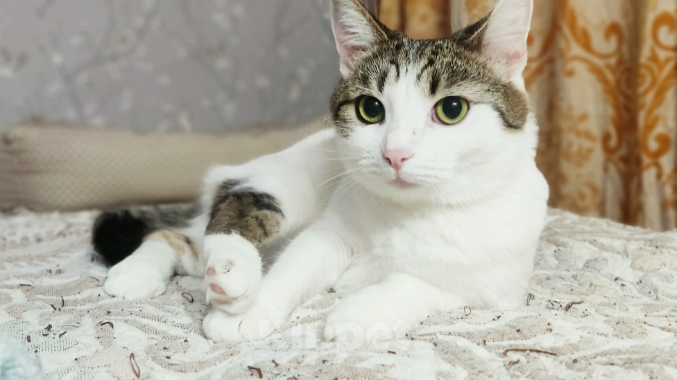 Кошки в Калуге: Кошка в добрые руки Девочка, Бесплатно - фото 1