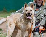 Собаки в других городах Пермского края: Не пес, а звезда! Мальчик, Бесплатно - фото 6