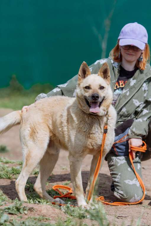 Собаки в других городах Пермского края: Не пес, а звезда! Мальчик, Бесплатно - фото 6