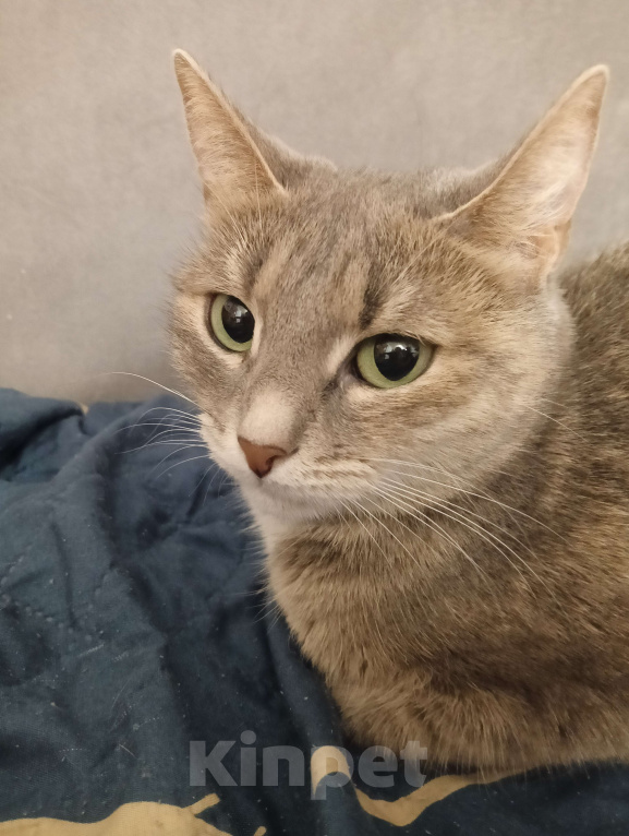 Кошки в Чебоксарах: Пропала кошка Девочка, Бесплатно - фото 2