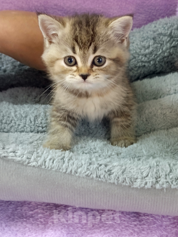 Кошки в других городах Ленинградской области: Шотландский котенок Девочка, 12 000 руб. - фото 3