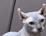 Кошки в Кемерово: Котята сфинкс Мальчик, 10 000 руб. - фото 5