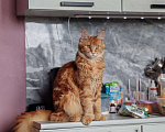 Кошки в Егорьевске: Мей-кун полилакт Девочка, 35 000 руб. - фото 1