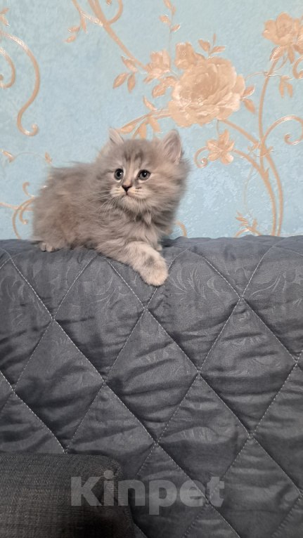 Кошки в Ярославле: Кошечка дымчатая Девочка, 1 000 руб. - фото 3