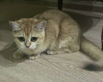 Кошки в Назрани: Золотая шиншилла, чистокровная британка Девочка, 45 000 руб. - фото 4