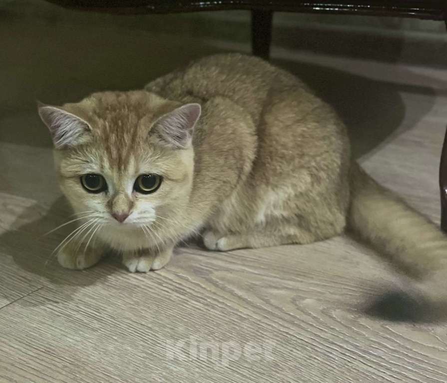 Кошки в Назрани: Золотая шиншилла, чистокровная британка Девочка, 45 000 руб. - фото 4