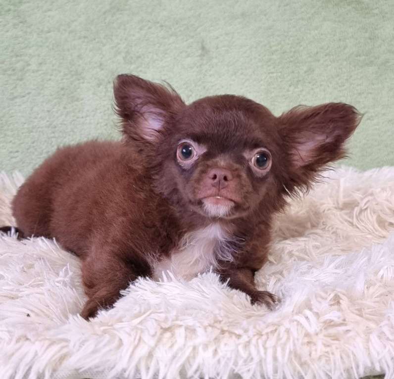 Собаки в Наро-Фоминске: Щенок чихуахуа Девочка, 25 000 руб. - фото 3