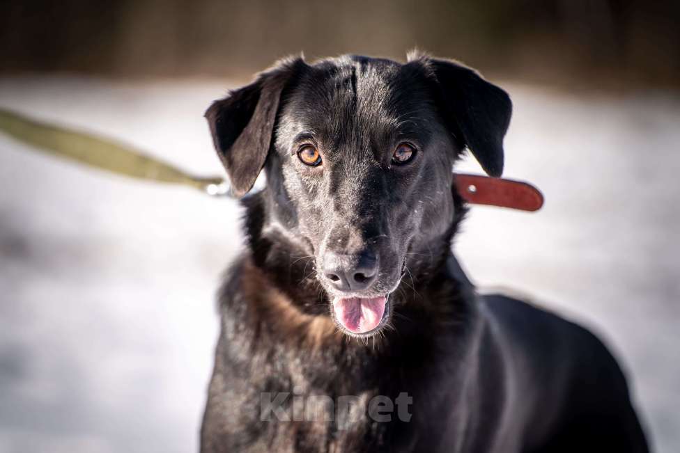 Собаки в Клине: Гуччи — грациозный и задорный пёс Мальчик, Бесплатно - фото 1