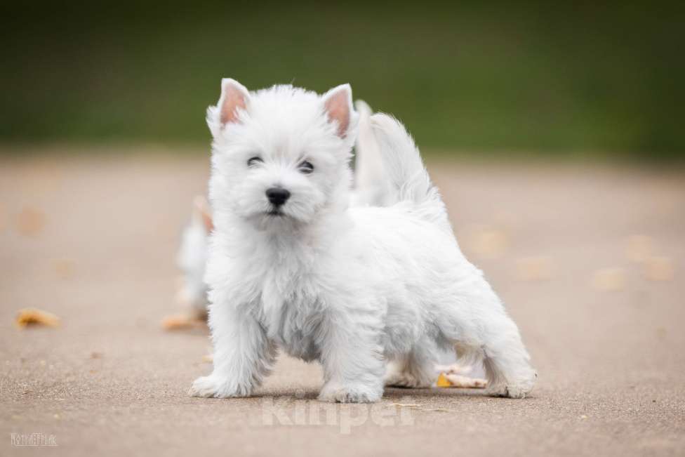 Собаки в Москве: Вест хайленд уайт терьер, щенок Мальчик, Бесплатно - фото 3