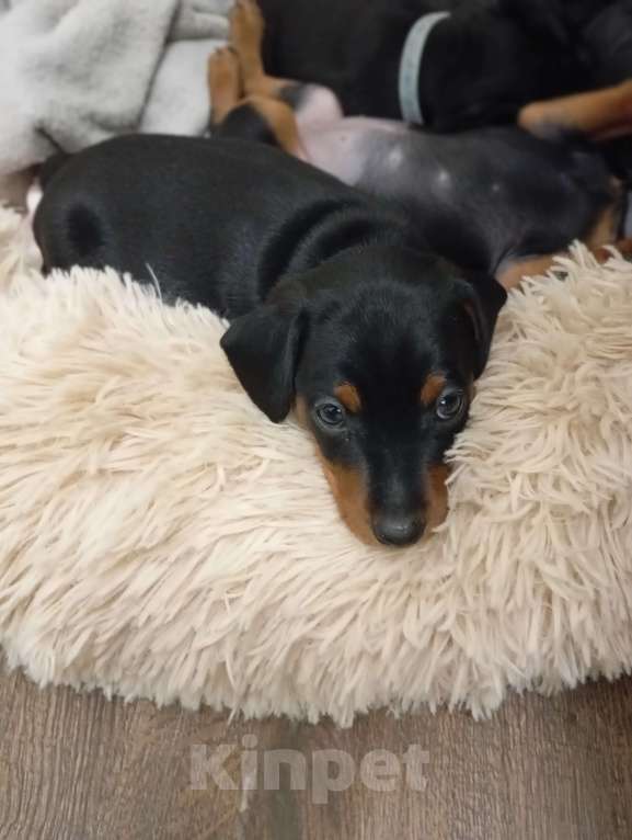 Собаки в других городах Краснодарского края: Крепкий Мальчуган Ной Неман Мальчик, 35 000 руб. - фото 3