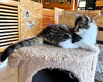 Кошки в Москве: Котенок Мисси Девочка, Бесплатно - фото 6