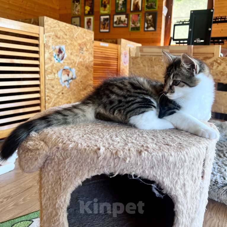 Кошки в Москве: Котенок Мисси Девочка, Бесплатно - фото 6