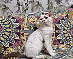 Кошки в Москве: Девон рекс котик  Мальчик, Бесплатно - фото 3
