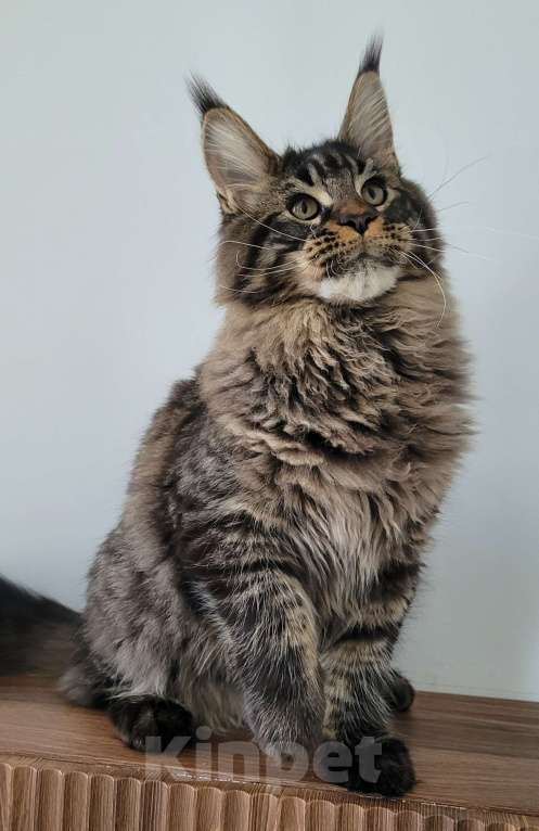 Кошки в Москве: Мейн-кун чёрный тигр Мальчик, 60 000 руб. - фото 8