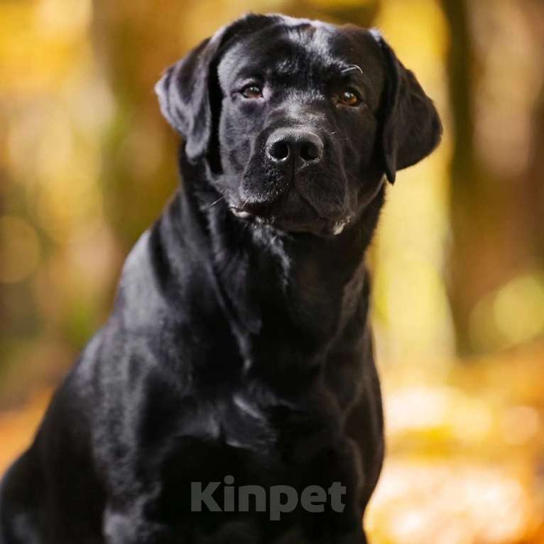 Собаки в Смоленске: Formula Number One ищет невесту Мальчик, Бесплатно - фото 4