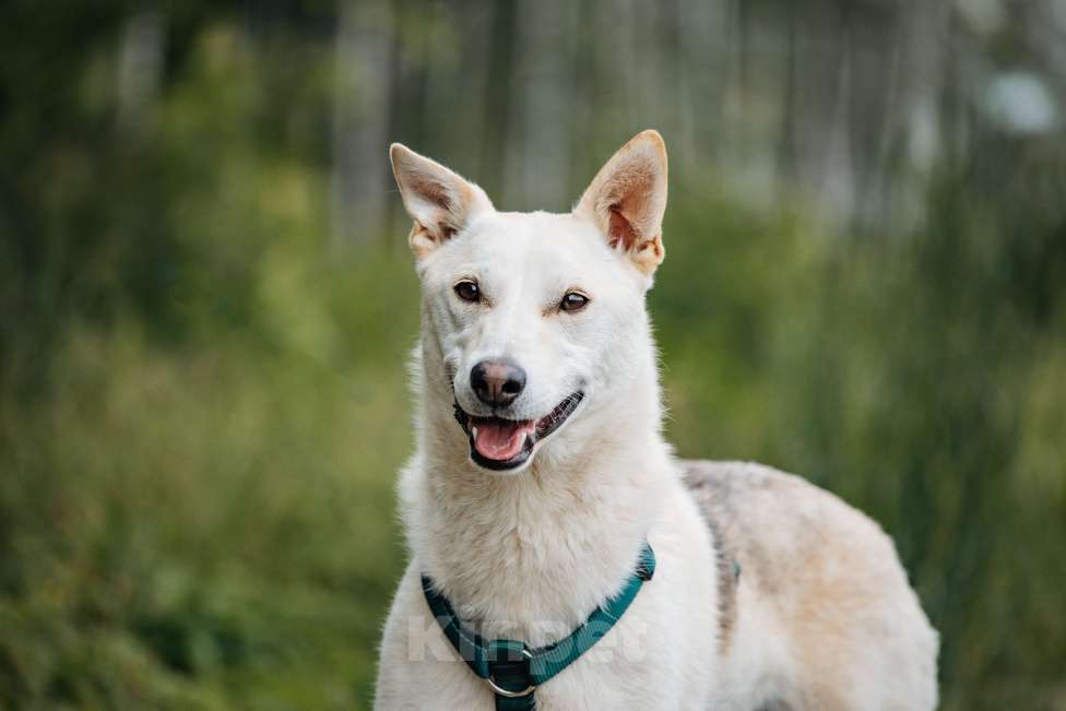 Собаки в других городах Московской области: Бантик Мальчик, Бесплатно - фото 3