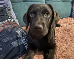 Собаки в Сургуте: Щенок лабрадора Девочка, 15 000 руб. - фото 3