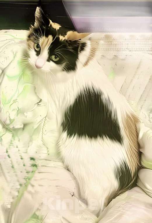 Кошки в Санкт-Петербурге: Некуда деваться Тосеньке  Девочка, Бесплатно - фото 2