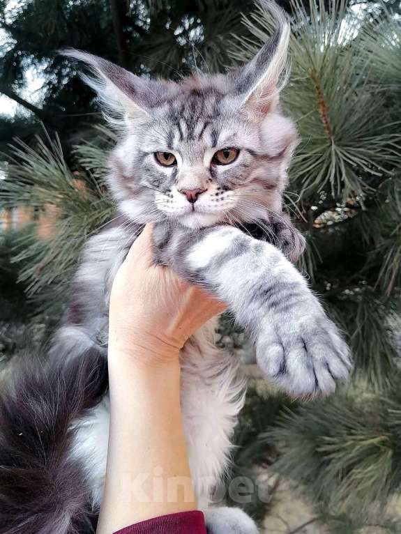 Кошки в Красноярске: Бакс великолепный Мальчик, 40 000 руб. - фото 2