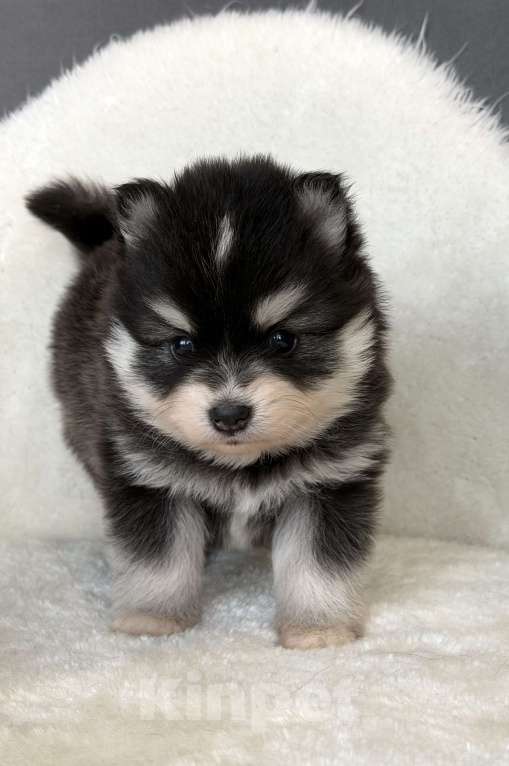 Собаки в Санкт-Петербурге: Девочка помски Девочка, 70 000 руб. - фото 3