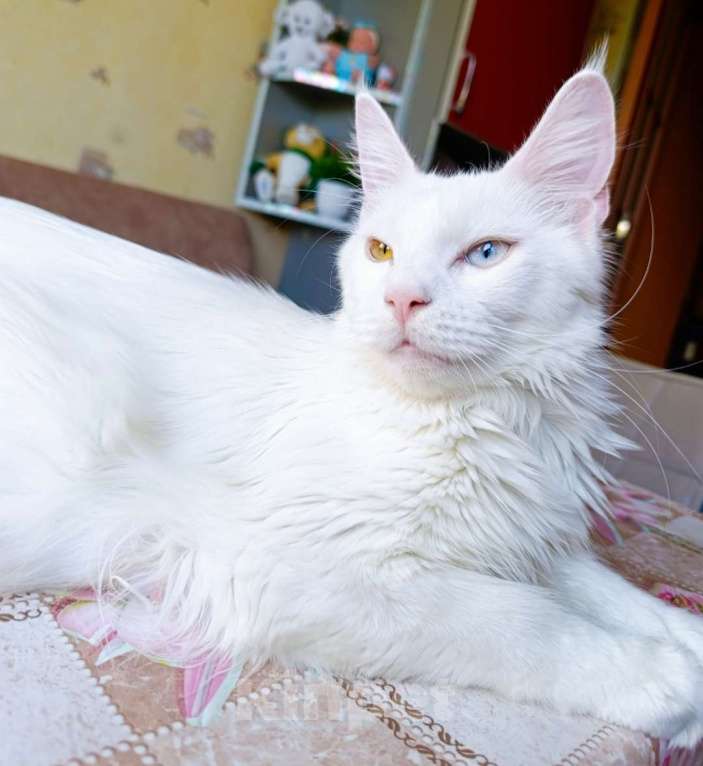 Кошки в Москве: Разноглазая кошечка Девочка, 15 000 руб. - фото 2