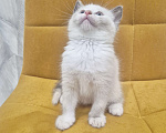 Кошки в Москве: Рэгдолл  ласковая девочка  Девочка, 35 000 руб. - фото 4