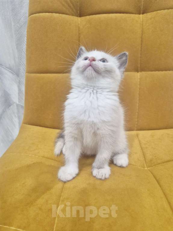 Кошки в Москве: Рэгдолл  ласковая девочка  Девочка, 35 000 руб. - фото 4