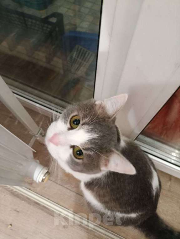 Кошки в Москве: 🐾 Малыш — молодой котик (до 2 лет) 💛 Мальчик, Бесплатно - фото 1