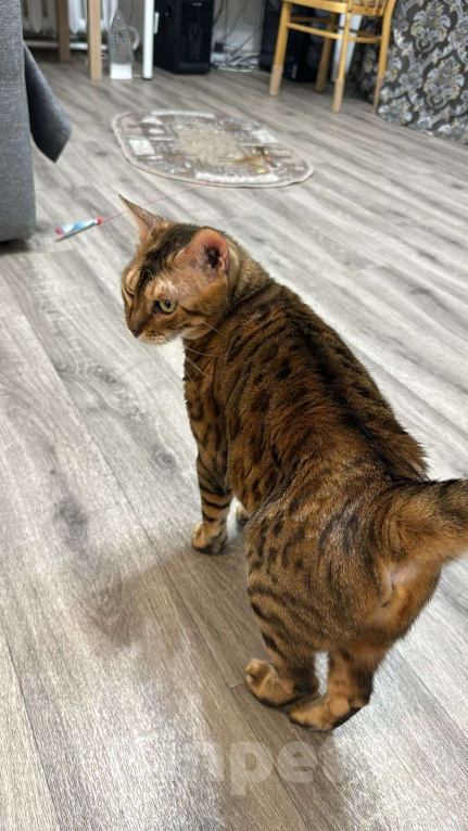 Кошки в Ростове-на-Дону: Пропала малышка Девочка, Бесплатно - фото 2