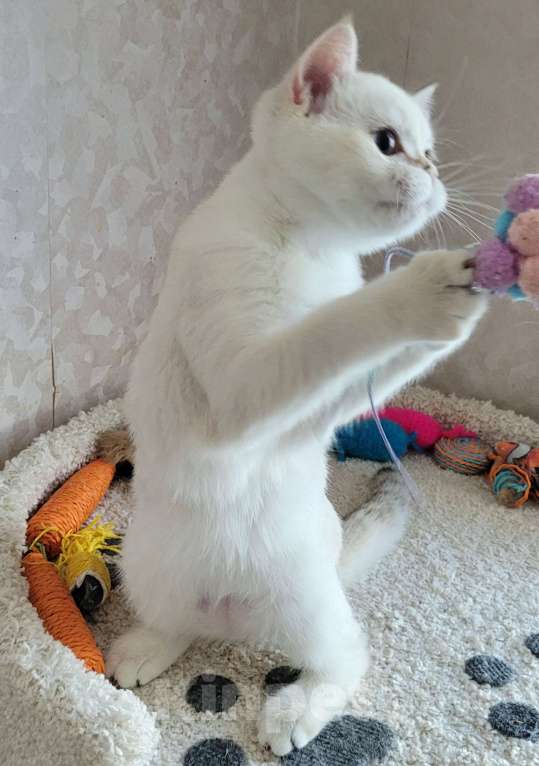 Кошки в Москве: Markiz MilkaMax  Мальчик, 30 000 руб. - фото 5