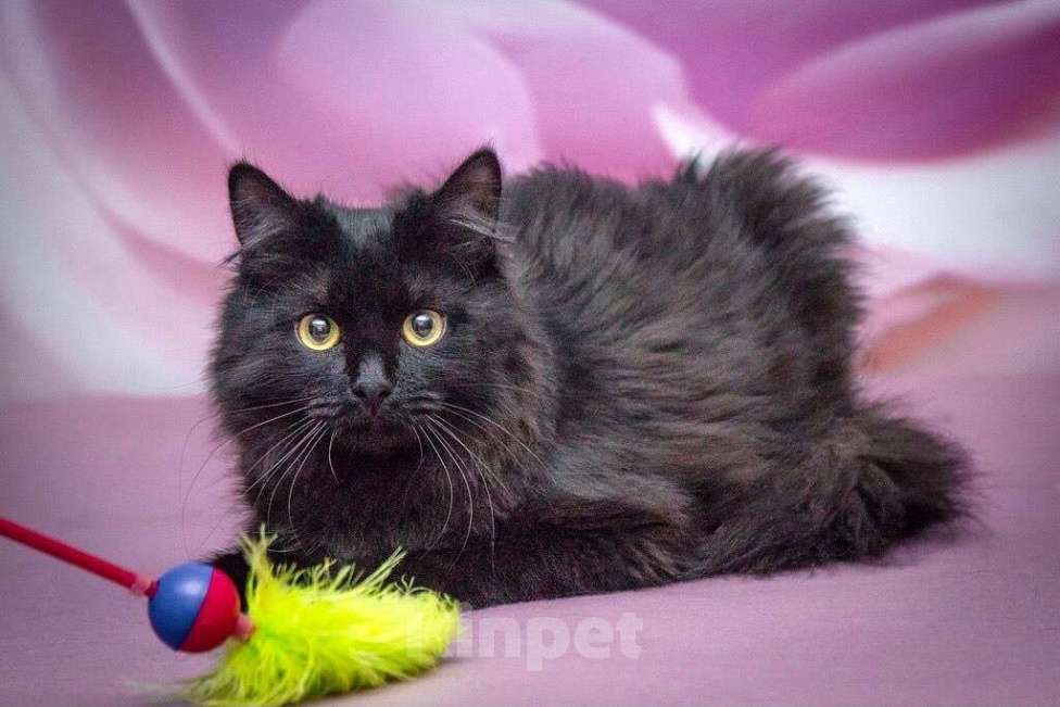 Кошки в Москве: Роскошная пушистая кошка Ночка в добрые руки Девочка, Бесплатно - фото 7