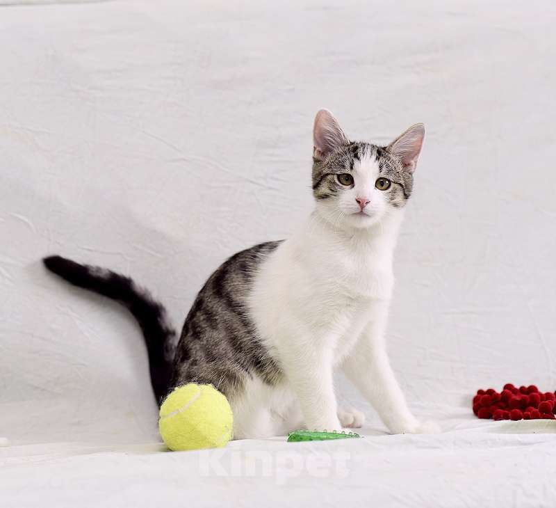 Кошки в Москве: Крис — главный приз! Котенок в добрые руки Мальчик, Бесплатно - фото 3