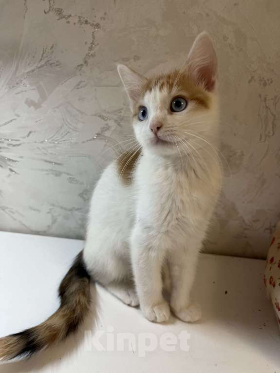 Кошки в Ростове-на-Дону: Манчкин Стандарт  Девочка, 1 000 руб. - фото 9