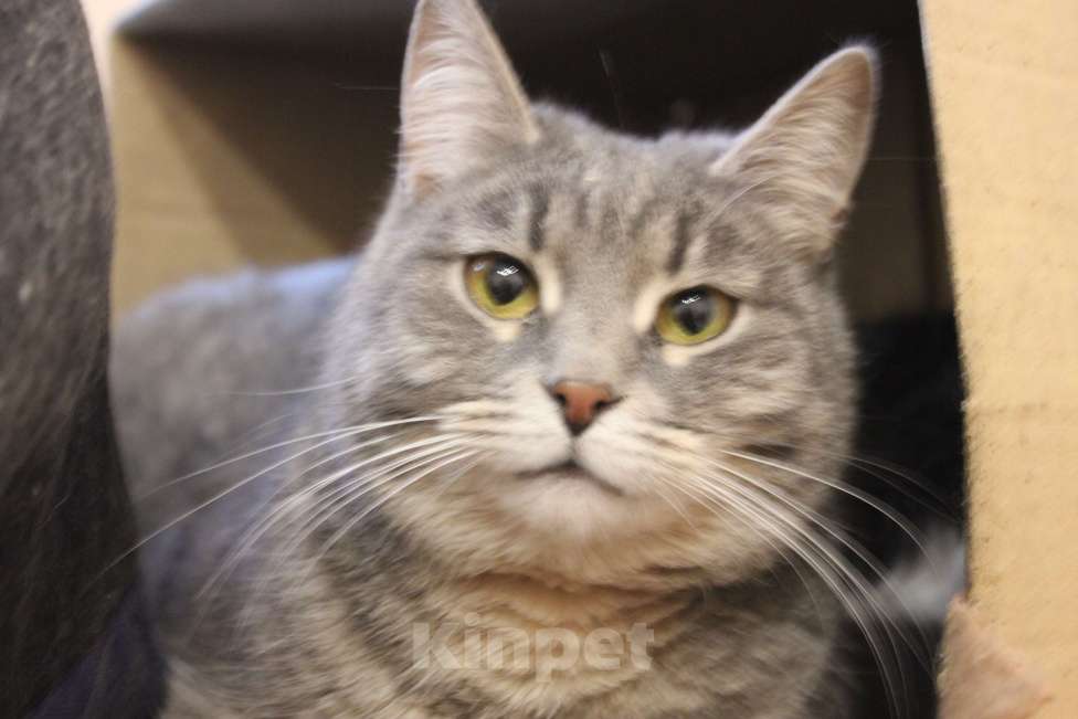 Кошки в Москве: Нежная АСЯ Девочка, Бесплатно - фото 1