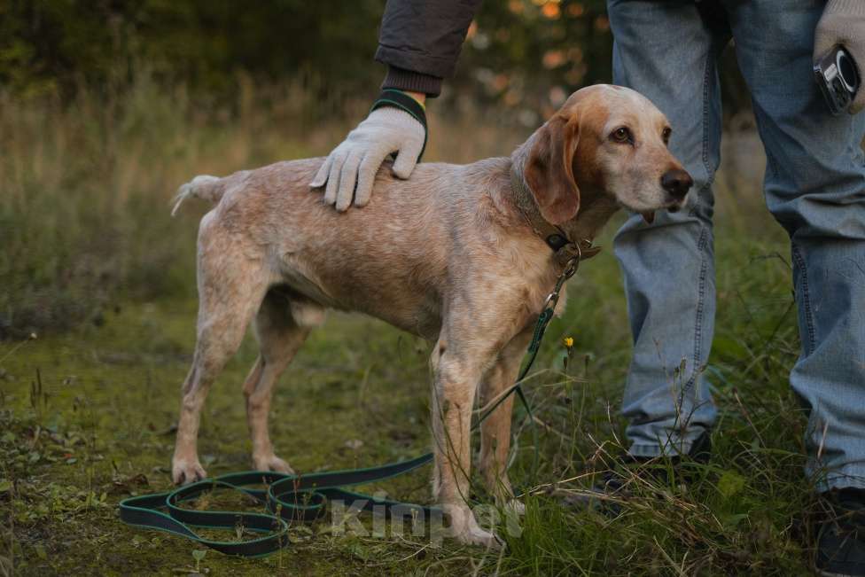 Собаки в Санкт-Петербурге: Персик из приюта в добрые руки Мальчик, Бесплатно - фото 6