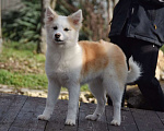 Собаки в Москве: Ненецкая оленегонная лайка, сука Женева. Девочка, 60 000 руб. - фото 3
