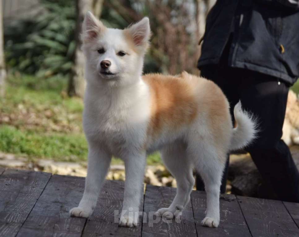 Собаки в Москве: Ненецкая оленегонная лайка, сука Женева. Девочка, 60 000 руб. - фото 3