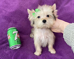 Собаки в Москве: Микро йорк золотая девочка ласковая Девочка, 65 000 руб. - фото 1