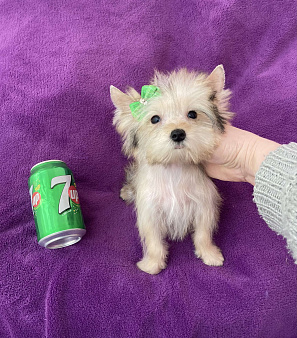 Микро йорк золотая девочка ласковая