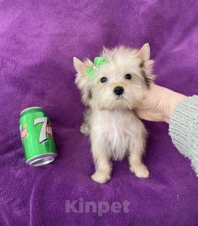 Собаки в Москве: Микро йорк золотая девочка ласковая Девочка, 65 000 руб. - фото 1