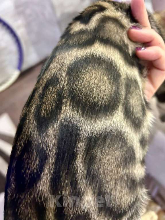 Кошки в Роднике: Бенгальский мальчик Мальчик, Бесплатно - фото 9