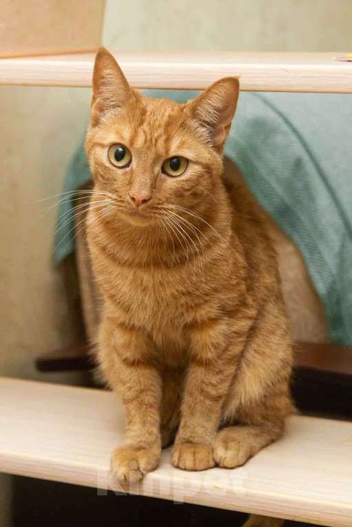Кошки в Москве: яркая и солнечная девчонка - Ириска Девочка, Бесплатно - фото 4