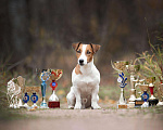Собаки в Реутове: Вязка Кобель Джек Рассел Терьер Мальчик, 1 руб. - фото 2