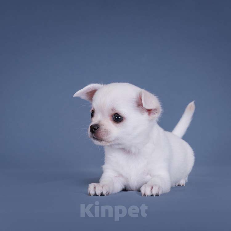 Собаки в Люберцах: Чихуахуа щенки Девочка, 64 000 руб. - фото 1