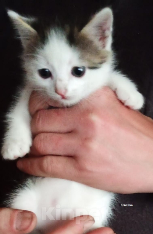 Кошки в Нижнем Тагиле: котенок в добрые руки Девочка, Бесплатно - фото 1