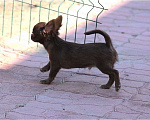 Собаки в Москве: шоколадный мальчик чихуахуа Мальчик, 25 000 руб. - фото 4